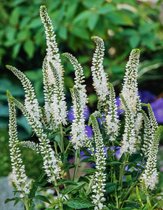 3 stuks | Liatris spicata 'Alba' P9 cm