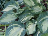 3 stuks | Hosta 'Blue Angel' P9 cm