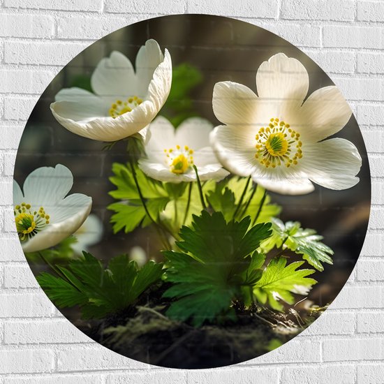 Muursticker Cirkel - Anemoon Bloemen in Bos met Zonnestralen - 100x100 cm Foto op Muursticker
