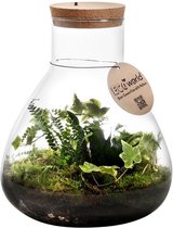 Ecosysteem plant met lamp - Ecoworld Jungle Biosphere - Ecosysteem in Glas  - 3 Varen... | bol.com