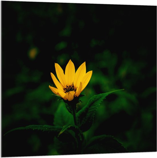 Acrylglas - Fel Gele Aardpeer voor Donkere Achtergrond - Bloemen - 100x100 cm Foto op Acrylglas (Wanddecoratie op Acrylaat)