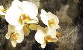 Fotobehang - Vlies Behang - Orchideeën op Luxe Achtergrond - 208 x 146 cm