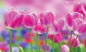 Fotobehang - Vlies Behang - Roze Tulpen - Bloemen - 254 x 184 cm