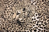 Fotobehang - Vlies Behang - Panterprint - Luipaard - Panter - Cheeta - Jaguar - 312 x 219 cm