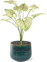 Brunnera kunstplant 55cm - creme/groen