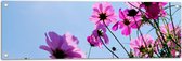 Tuinposter – Paarse Cosmea Bloemen met Heldere Lucht als Achtergrond - 90x30 cm Foto op Tuinposter (wanddecoratie voor buiten en binnen)