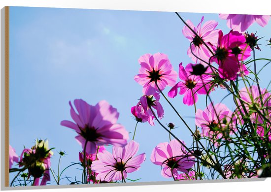 Hout - Paarse Cosmea Bloemen met Heldere Lucht als Achtergrond - 120x80 cm - 9 mm dik - Foto op Hout (Met Ophangsysteem)
