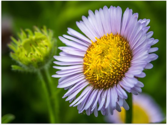 Poster (Mat) - Paarse Erigeron Bloem met Groot Geel Midden - 80x60 cm Foto op Posterpapier met een Matte look