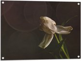 Tuinposter – Stervende Witte Tulp op Stengel voor Donker Bruine Achtergrond - Bloemen - 80x60 cm Foto op Tuinposter (wanddecoratie voor buiten en binnen)