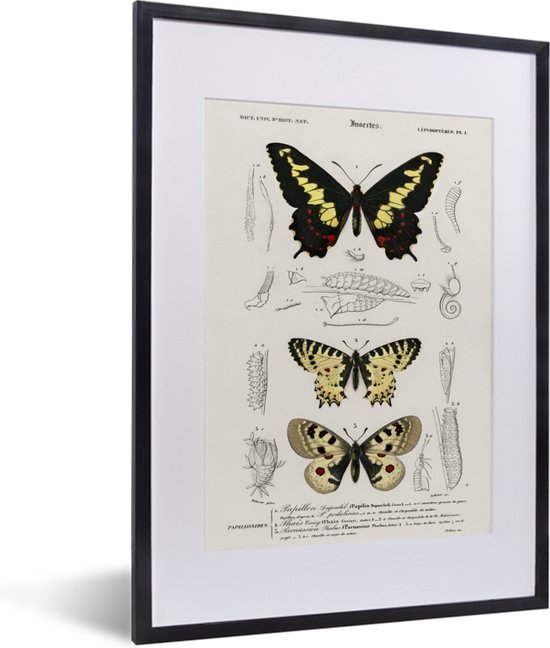 Fotolijst incl. Poster - Vlinder - Vintage - Insecten - 30x40 cm - Posterlijst