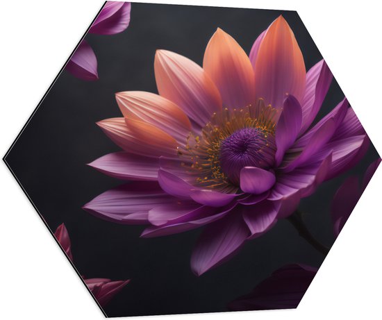 Dibond Hexagon - Paars roze Dahlia Bloemen met zwarte achtergrond - 70x60.9 cm Foto op Hexagon (Met Ophangsysteem)