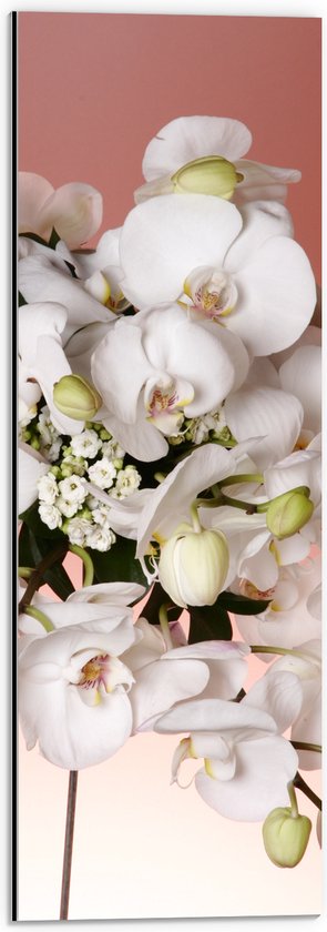 Dibond - Vlinderorchidee bloemen lichtroze wit gekleurd - 20x60 cm Foto op Aluminium (Met Ophangsysteem)