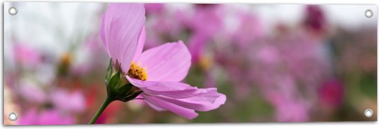 Tuinposter – Paarse Cosmea Bloem in Paars en Roze Bloemenveld - 90x30 cm Foto op Tuinposter (wanddecoratie voor buiten en binnen)