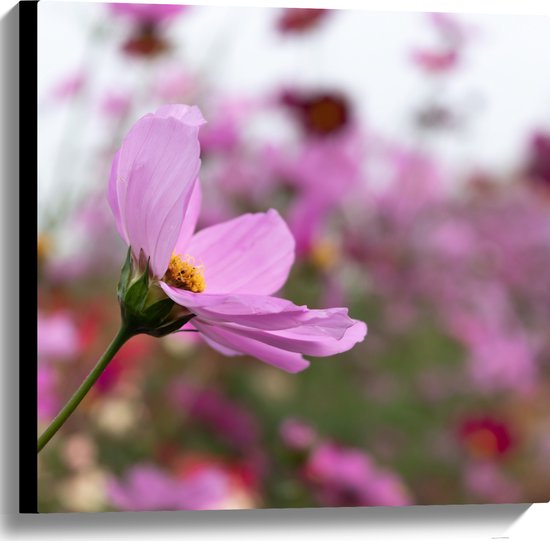 Canvas - Paarse Cosmea Bloem in Paars en Roze Bloemenveld - 60x60 cm Foto op Canvas Schilderij (Wanddecoratie op Canvas)