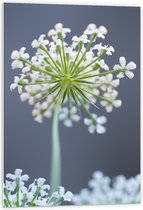 PVC Schuimplaat- Wilde peen bloem perspectief van onderaf - 60x90 cm Foto op PVC Schuimplaat