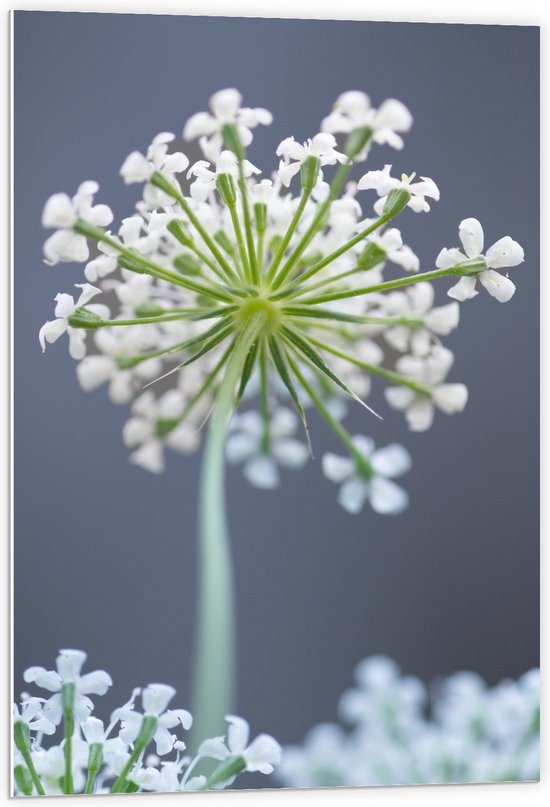 PVC Schuimplaat - Wilde peen bloem perspectief van onderaf - 60x90 cm Foto op PVC Schuimplaat (Met Ophangsysteem)