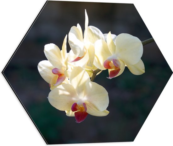 Dibond Hexagon - Witte Orchideeën met Roze Midden Hangend aan een Stengel - Bloemen - 50x43.5 cm Foto op Hexagon (Met Ophangsysteem)