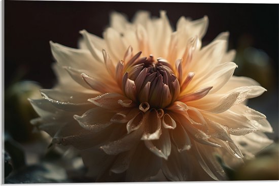 Acrylglas - Witte Dahlia Bloem met Donkere Achtergrond - 60x40 cm Foto op Acrylglas (Met Ophangsysteem)