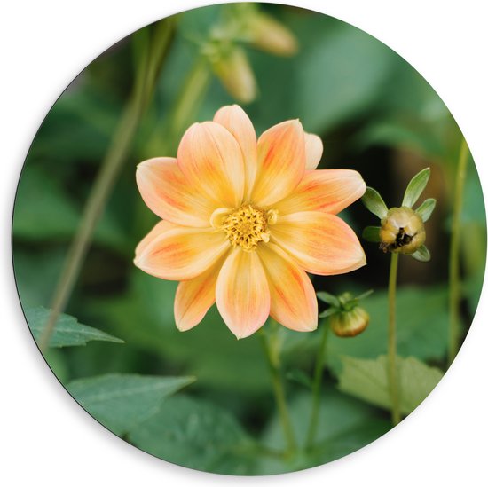 Dibond Muurcirkel - Lichtoranje gekleurde dahlia bloem met knopjes eromheen - 80x80 cm Foto op Aluminium Muurcirkel (met ophangsysteem)