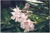 Poster Glanzend – Licht Roze Oleander Bloemen Tussen Donker Groene Takken en Bladeren - 75x50 cm Foto op Posterpapier met Glanzende Afwerking