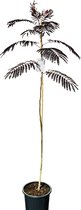 Tropictrees - Albizia Julibrissin Summer Chocolate - 150cm - Perzische slaapboom
