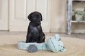 Un chiot noir est assis sur une peluche vache vert menthe avec des cornes et des oreilles grises.