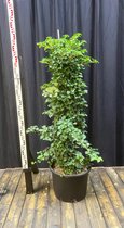 Hydrangea Petiolaris - Klimhortensia 125-150 cm in pot 35 liter