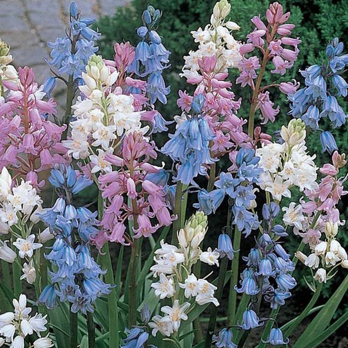 Hyacinthoides Hispanica Mix | 10 stuks | Spaanse Boshyacint