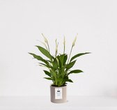 Spathiphyllum kamerplant in sierpot Very Potter 'Potverdorie beterschap' - Beige - Luchtzuiverende Lepelplant - 35-50cm - Ø13 - Met keramieken bloempot - vers uit de kwekerij - uniek cadeau