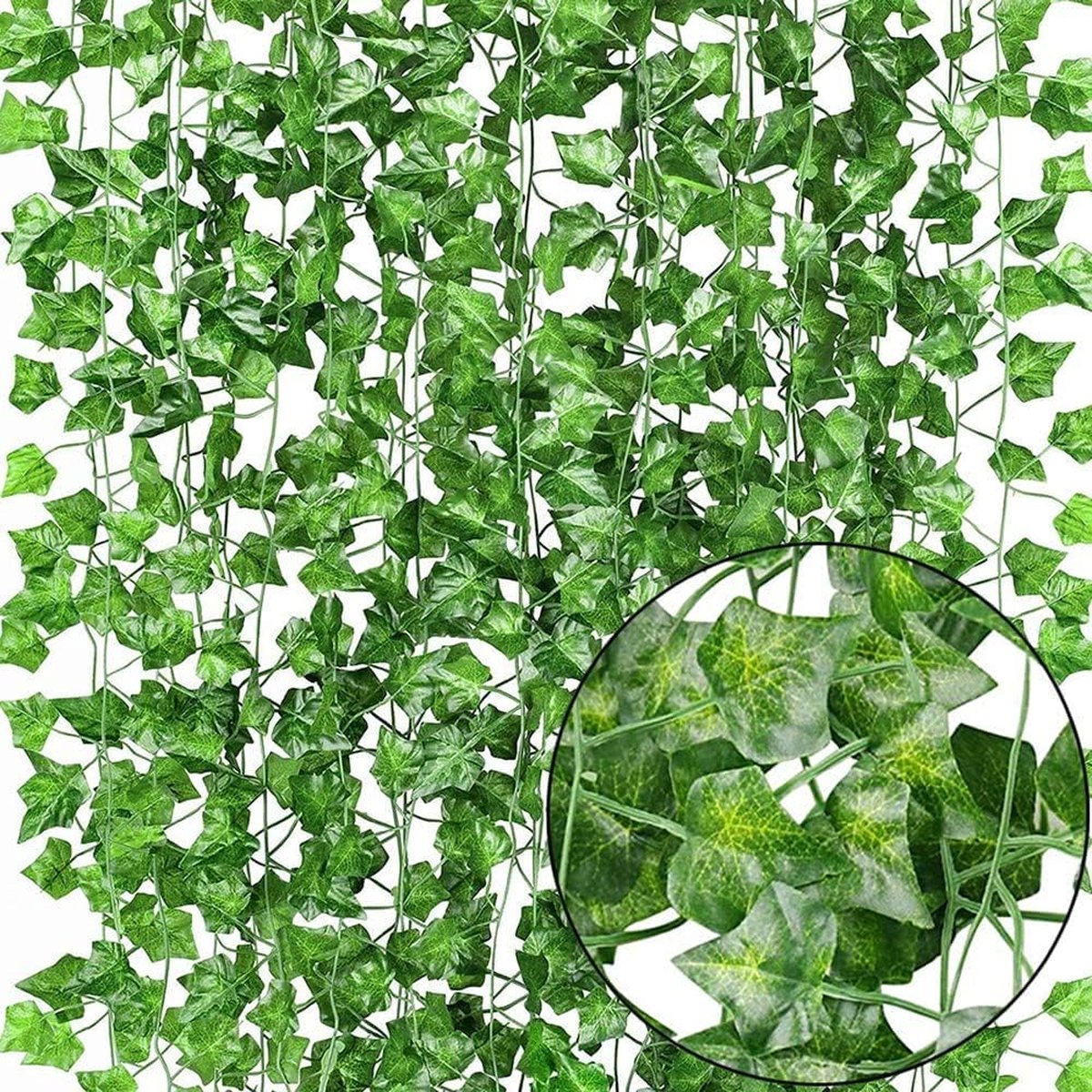 Ivy