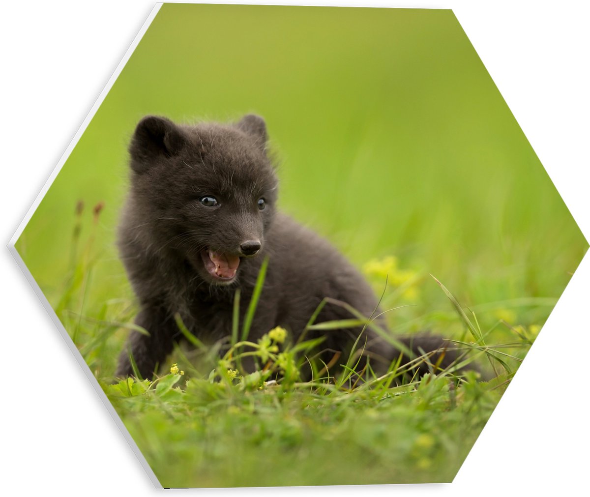 PVC Schuimplaat Hexagon - Zwarte Baby Vos in het Gras - 30x26.1 cm Foto op Hexagon (Met Ophangsysteem)