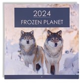 2024 Frozen Planet Maandkalender - 28x28,5cm - Sneeuwdierenkalender - omslagkalender