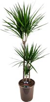 Plant in a Box - Dracaena Marginata - XL Drakenbloedboom - Groene kamerplant - Pot van 24cm - Hoogte 110-130cm