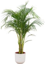 Green Bubble - Dypsis Lutescens (Areca palm) inclusief elho Jazz Round wit Ø26 - 140cm