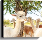 Canvas - Witte en bruine alpacas staan buiten bij een boom - 40x40 cm Foto op Canvas Schilderij (Wanddecoratie op Canvas)