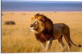 Dibond - Leeuw staat in het gras en kijkt uit over de savanne - 75x50 cm Foto op Aluminium (Wanddecoratie van metaal)