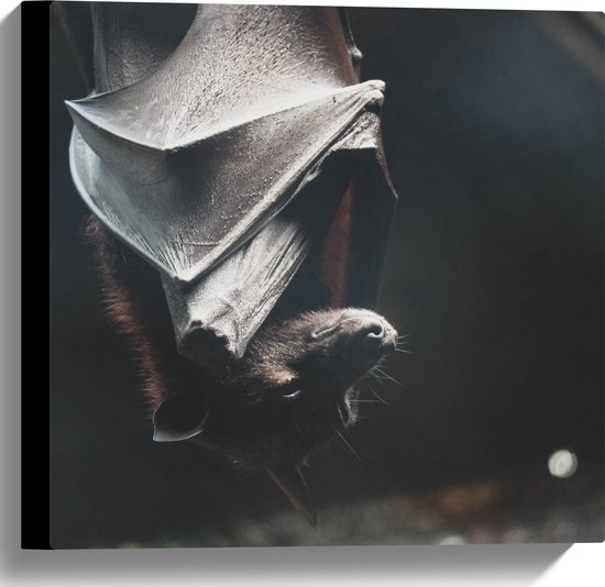 Canvas - Vleermuis hangt te slapen overdag - 40x40 cm Foto op Canvas Schilderij (Wanddecoratie op Canvas)