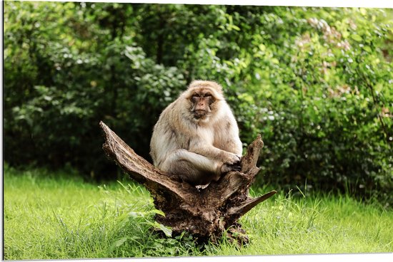 Dibond - Volwassen aap zit op boomstronk in de natuur - 90x60 cm Foto op Aluminium (Wanddecoratie van metaal)