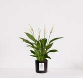 Spathiphyllum kamerplant in sierpot Very Potter 'Potverdorie bedankt zeg' - Zwart - Luchtzuiverende Lepelplant - 35-50cm - Ø13 - Met keramieken bloempot - vers uit de kwekerij - uniek cadeau