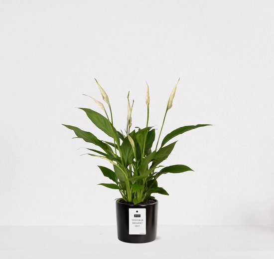 Spathiphyllum kamerplant in sierpot Very Potter 'Potverdorie bedankt zeg' - Zwart - Luchtzuiverende Lepelplant - 35-50cm - Ø13 - Met keramieken bloempot - vers uit de kwekerij - uniek cadeau