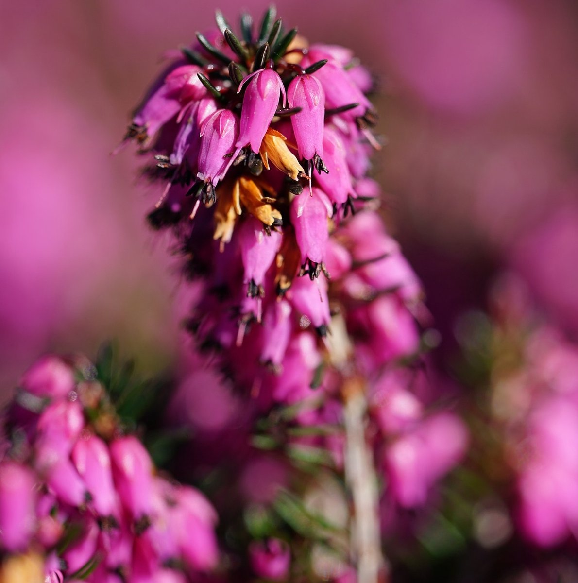 12 X Erica Darleyensis Rood Winterheide Dopheide 12 15 Cm In Pot 