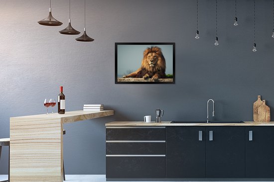Lion couché 60x40 cm