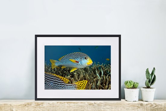 Affiche avec cadre Poisson - Fond - Mer - 40x30 cm