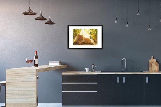 Photo en cadre - Cadre photo Chat persan parmi les plantes noir avec passe-partout blanc 60x40 cm - Affiche sous cadre (Décoration murale salon / chambre)