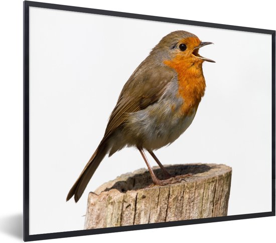 Affiche avec cadre Robin - Vogel - Bois - 80x60 cm