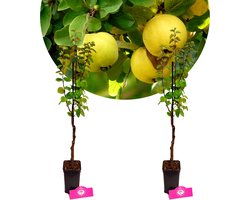 Set van 2 kweeperen - Cydonia oblonga Kweepeer - Hoogte 60cm - 9cm pot