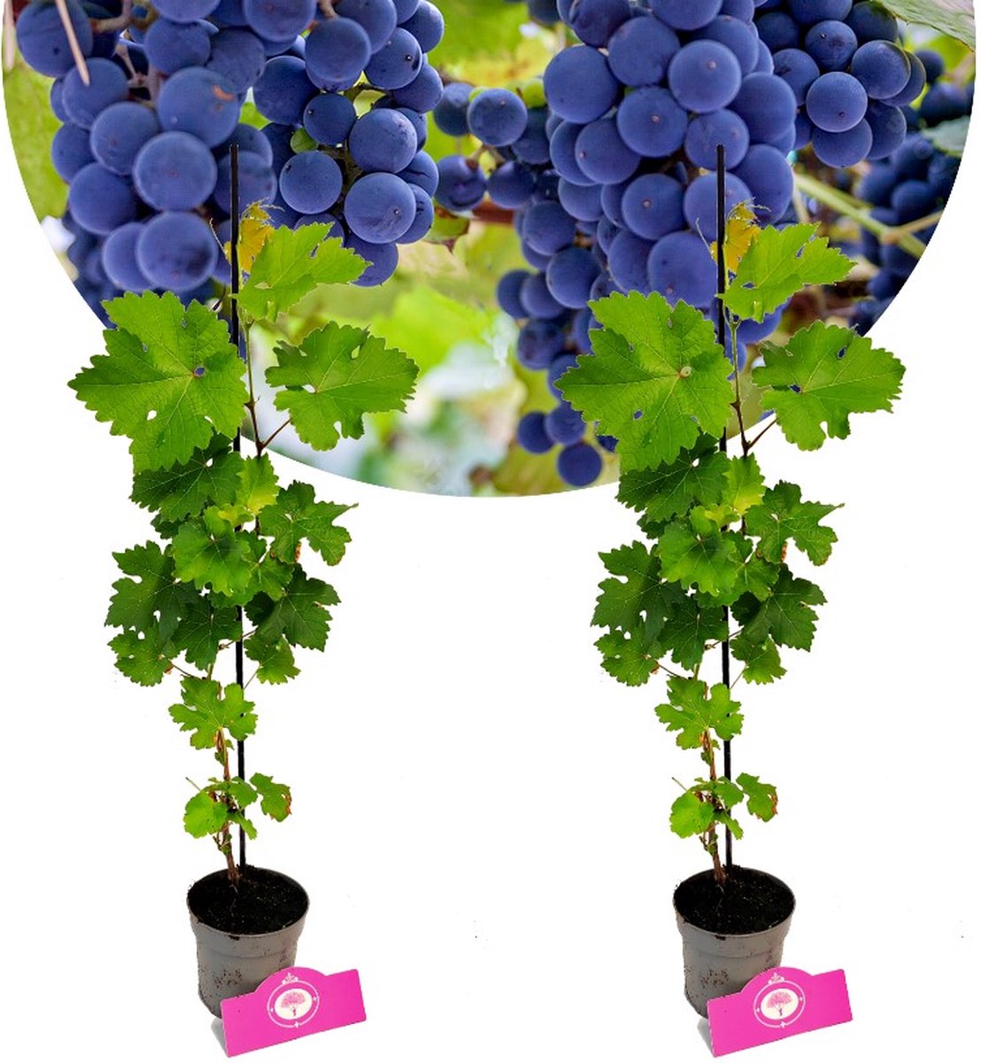 Set van 2 Druiven - Vitis vinifera 'Cabernet Cortis' - Hoogte 40cm - 9cm pot
