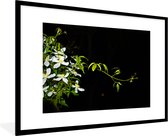 Photo encadrée - Une branche rampante de clématite blanche sur fond noir Cadre photo noir avec passe-partout blanc xxl 120x80 cm - Affiche encadrée (Décoration murale salon / chambre)