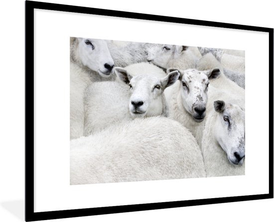 Cadre photo avec affiche - Mouton - Animaux - Ferme - 90x60 cm - Cadre pour affiche