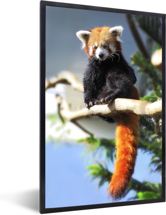 Fotolijst incl. Poster - Rode Panda - Zon - Tak - 20x30 cm - Posterlijst